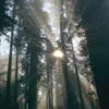 peacemaker-soul.webp