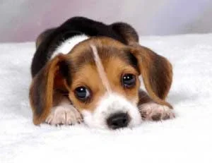 Cute-Puppy.webp