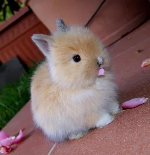 cute-bunnies-102__605.webp