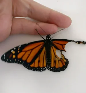 monarch-butterfly-wing-transplantation-9-5a57135d35fbd__700.webp