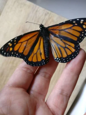 monarch-butterfly-wing-transplantation-6-5a5713532cad9__700.webp