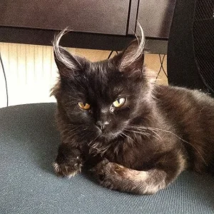 Cat-1.webp