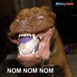 nomnomnom_dog.webp
