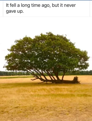 tree.webp