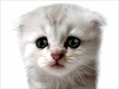 sadcat.webp