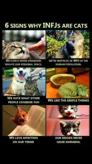 cats.webp