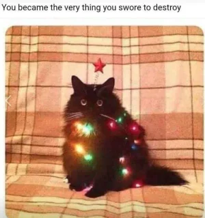 cat.webp