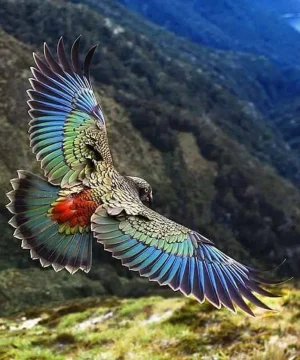 New Zealand Kea.webp