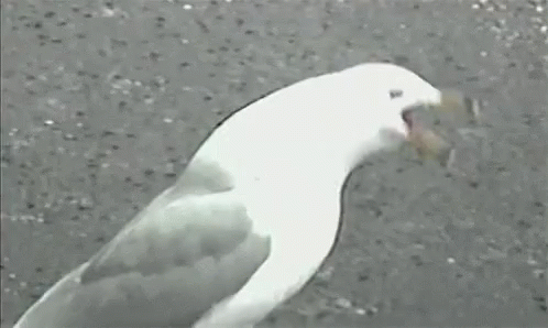 tenor (1).gif