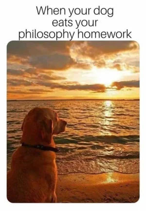 dog.webp
