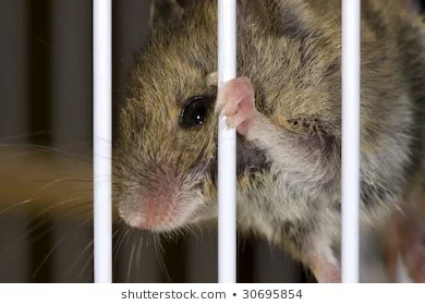 trapped-mouse-cage-260nw-30695854.webp