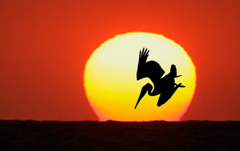 Brown-Pelican-diving-in-fronto-f-setting-sun-DIGITAL-COMPOSITE-_E0W9395--Fort-DeSoto-Park,-FL.webp