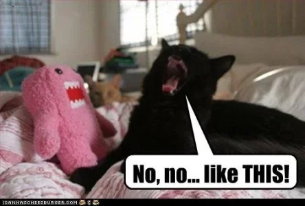 cat-argues-with-stuffed-animal.webp