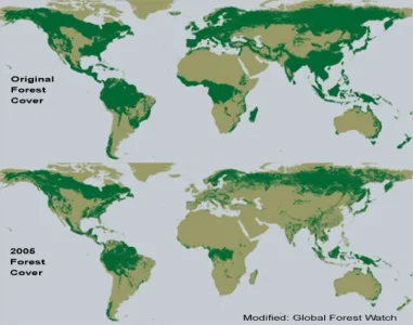 ForestCover.webp