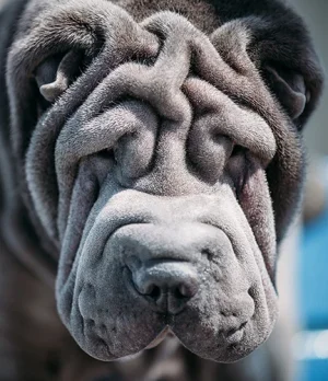 shar-pei-7.webp