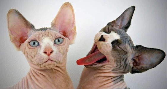 Sphynx cats.webp
