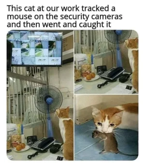 65762124_1264364620354624_4633482049741651968_n.webp