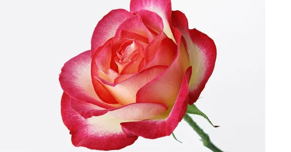 color.webp