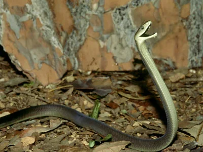 blackmamba.webp