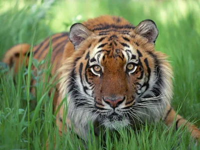 The-best-top-desktop-tiger-wallpapers-hd-tiger-wallpaper-30.webp