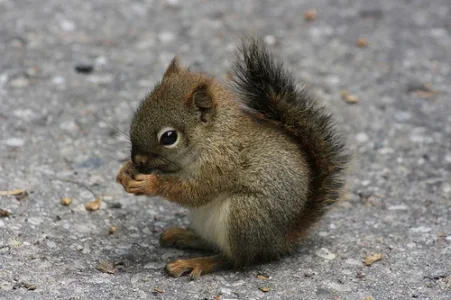 Baby%20squirrel.webp