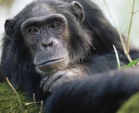 chimpanzee-278x225.webp