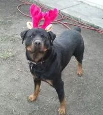 Remdeer.webp