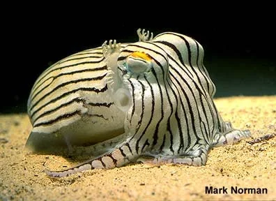 cuttlefish.webp