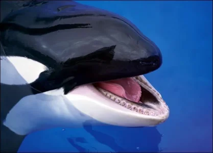 orca-picture.webp