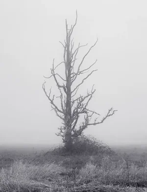 Skares Tree-2.webp