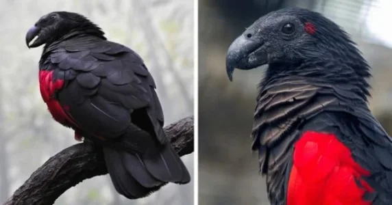 dracula-parrots-2-640x336.webp