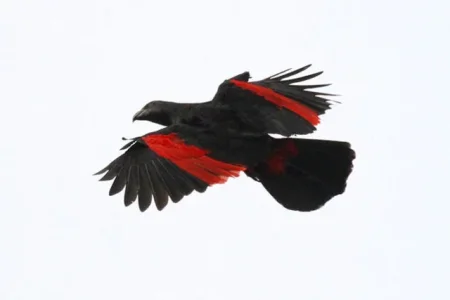 dracula-parrots-2-1-640x427.webp