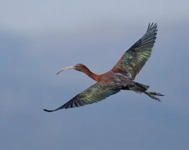 glossy-ibis.webp