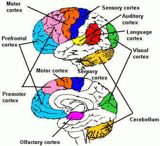 neuroanatomy_fig12.gif