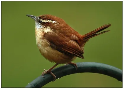 carolina-wren2.webp