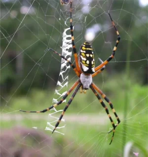 Argiope.webp