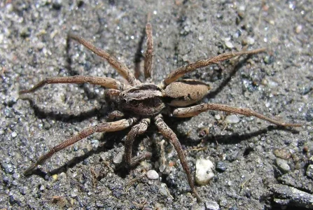 wolf-spider-beige-regular.webp