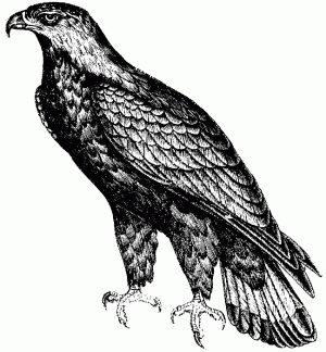golden-eagle_2_lg.gif