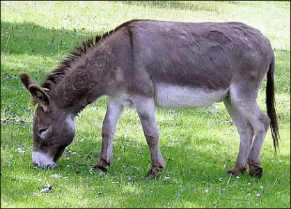 donkey.webp