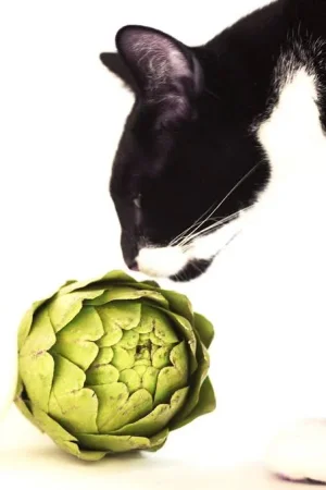 images - 2021-04-09T113644.701.webp