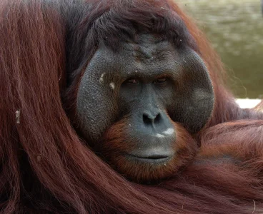 orangutan-male.webp