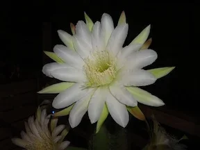 cactus.webp
