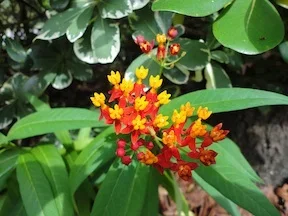 redyellowflower.webp