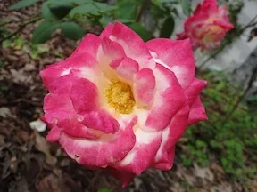 rose.webp