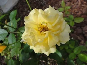 rose1.webp