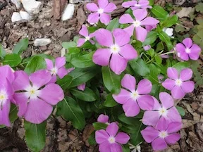 vinca.webp