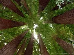 redwoodcathedral.webp