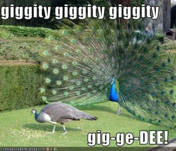 funny-pictures-family-guy-peacock.webp funny-pictures-family-guy-peacock.webp