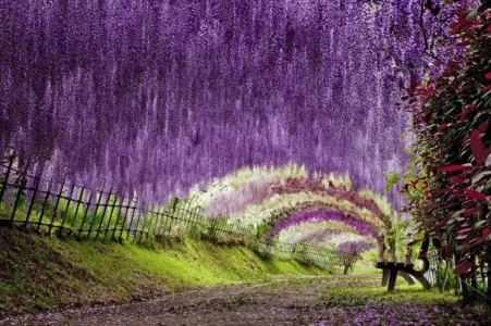Wisteria+Tunnel+at+Kawachi+Fuji+Gardens,+Kitakyushu,+Japan+-+Travel+to+Wonder+(4).webp
