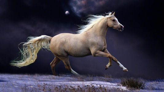 horse.jpg